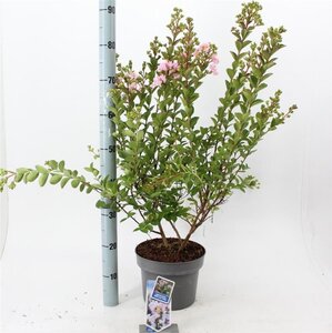 Lagerstroemia i. With Love Babe 40-60 cm cont. 5,0L - afbeelding 2