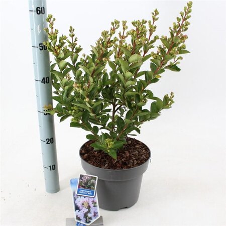 Lagerstroemia i. With Love Babe 40-60 cm cont. 5,0L - afbeelding 4