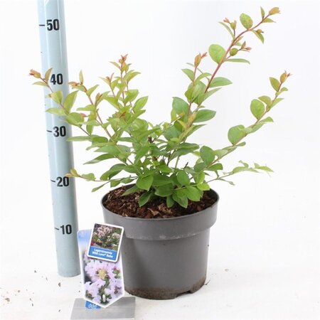 Lagerstroemia i. With Love Babe 40-60 cm cont. 5,0L - afbeelding 6
