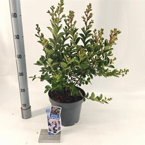 Lagerstroemia i. With Love Babe 40-60 cm cont. 5,0L - afbeelding 7