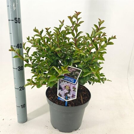 Lagerstroemia i. With Love Babe 40-60 cm cont. 5,0L - afbeelding 8
