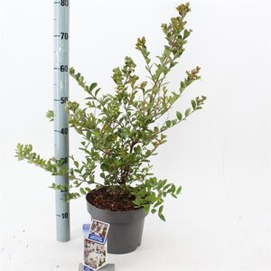 Lagerstroemia i. With Love Virgin 40-60 cm cont. 5,0L