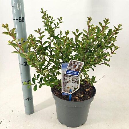 Lagerstroemia i. With Love Virgin 40-60 cm cont. 5,0L - afbeelding 2
