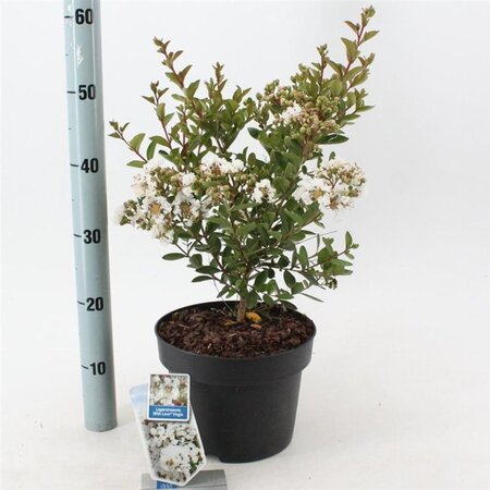 Lagerstroemia i. With Love Virgin 40-60 cm cont. 5,0L - afbeelding 3