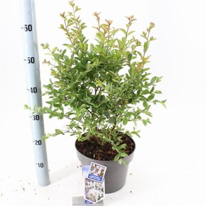 Lagerstroemia i. With Love Virgin 40-60 cm cont. 5,0L - afbeelding 4