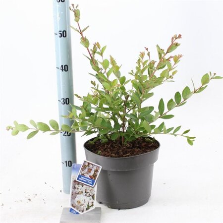 Lagerstroemia i. With Love Virgin 40-60 cm cont. 5,0L - afbeelding 5