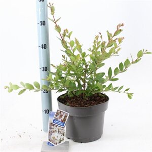 Lagerstroemia i. With Love Virgin 40-60 cm cont. 5,0L - afbeelding 5