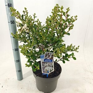 Lagerstroemia i. With Love Virgin 40-60 cm cont. 5,0L - afbeelding 7
