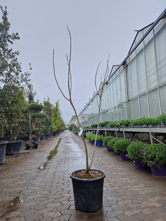 Albizia julibr. Ombrella 150-175 cm cont. 35L - afbeelding 1
