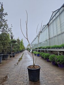 Albizia julibr. Ombrella 150-175 cm cont. 35L