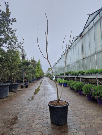 Albizia julibr. Ombrella 150-175 cm cont. 35L - afbeelding 2