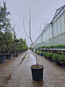 Albizia julibr. Ombrella 150-175 cm cont. 35L - afbeelding 2