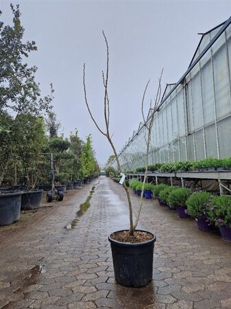 Albizia julibr. Ombrella 150-175 cm cont. 35L - afbeelding 3