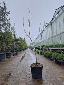 Albizia julibr. Ombrella 150-175 cm cont. 35L - afbeelding 3