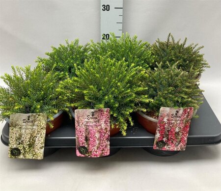 Erica darleyensis geen maat specificatie cont. 2,0L