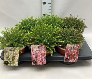 Erica darleyensis geen maat specificatie cont. 2,0L