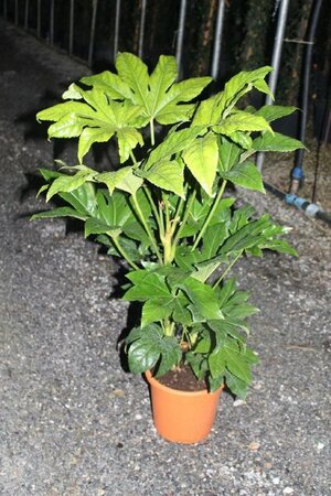 Fatsia japonica 60-70 cm cont. 10L