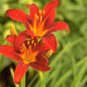 Hemerocallis 'Sammy Russell' geen maat specificatie 0,55L/P9cm - afbeelding 2