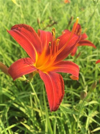 Hemerocallis 'Sammy Russell' geen maat specificatie 0,55L/P9cm - afbeelding 1