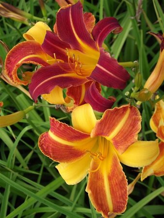 Hemerocallis 'Sammy Russell' geen maat specificatie 0,55L/P9cm - afbeelding 4