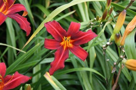 Hemerocallis 'Sammy Russell' geen maat specificatie 0,55L/P9cm - afbeelding 2