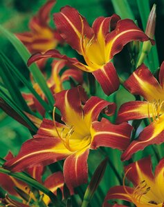 Hemerocallis 'Sammy Russell' geen maat specificatie 0,55L/P9cm - afbeelding 5