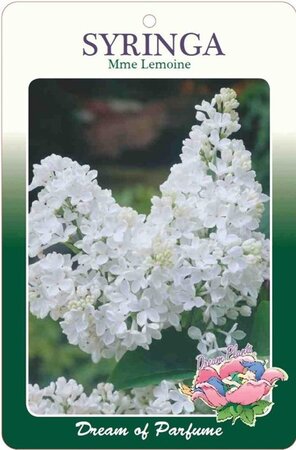 Syringa v. 'Mme Lemoine' WIT 60-80 cm cont. 5,0L 3-5 tak - afbeelding 1