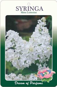 Syringa v. 'Mme Lemoine' WIT 60-80 cm cont. 5,0L 3-5 tak - afbeelding 1