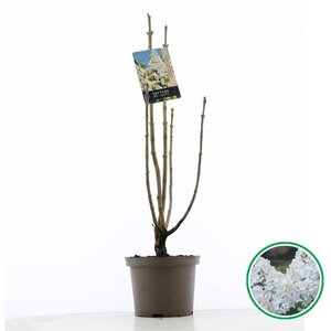 Syringa v. 'Mme Lemoine' WIT 60-80 cm cont. 5,0L 3-5 tak - afbeelding 2