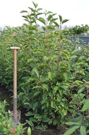 Magnolia soulangeana 125-150 cm met kluit - afbeelding 2