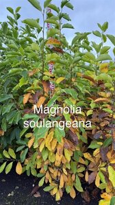 Magnolia soulangeana 125-150 cm met kluit