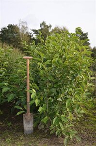 Magnolia soulangeana 125-150 cm met kluit - afbeelding 3