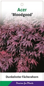 Acer pal. 'Bloodgood' 100-125 cm cont. 15L