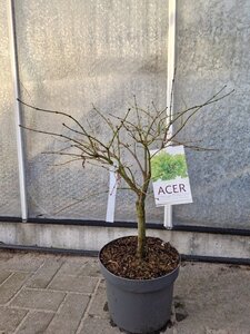 Acer pal. 'Dissectum' 50-60 cm cont. 10L - afbeelding 4