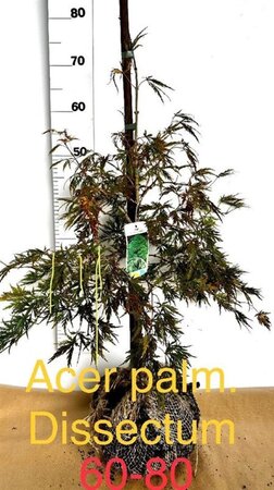Acer pal. 'Dissectum' 60-80 cm met kluit - afbeelding 2