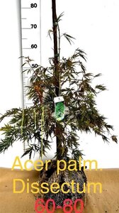 Acer pal. 'Dissectum' 60-80 cm met kluit - afbeelding 2