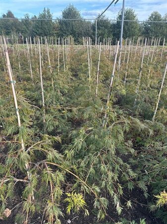 Acer pal. 'Dissectum' 60-80 cm met kluit - afbeelding 1