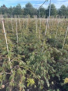 Acer pal. 'Dissectum' 60-80 cm met kluit