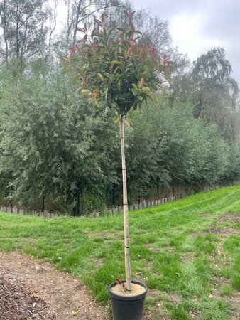 Photinia fraseri 'Red Robin'= 'Roodborstje' 8-10 Hoogstam cont. 30L - afbeelding 2