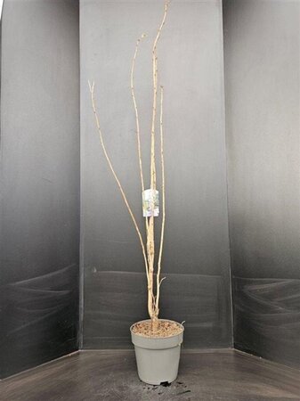 Prunus ser. 'Amanogawa' 125-150 cm met kluit - afbeelding 1