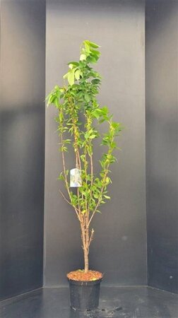 Prunus ser. 'Amanogawa' 125-150 cm met kluit - afbeelding 2