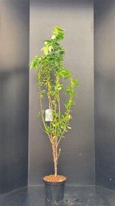 Prunus ser. 'Amanogawa' 125-150 cm met kluit - afbeelding 2