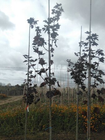 Acer plat. 'Royal Red' 6-8 Hoogstam wortelgoed - afbeelding 3