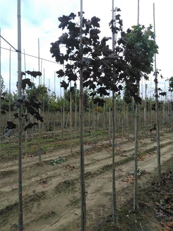 Acer plat. 'Royal Red' 6-8 STA BR - image 2