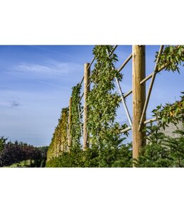 Palen gefreesd,500 cm dia 10 ongepunt -