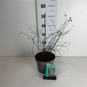 Palen gefreesd,600 cm dia 12 ongepunt - - image 2