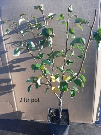 Pyrus c. 'Conference' (middel) 2jr. A kwal. wortelgoed struik - afbeelding 3