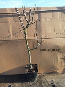 Pyrus c. 'Conference' (middel) 2jr. A kwal. wortelgoed struik - afbeelding 4