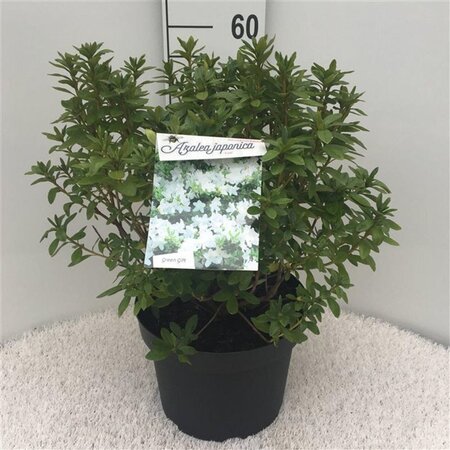 Rhododendron (AJ) 'Luzi' 40-50 cm cont. 10L - afbeelding 2