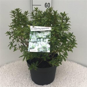 Rhododendron (AJ) 'Luzi' 40-50 cm cont. 10L - afbeelding 2